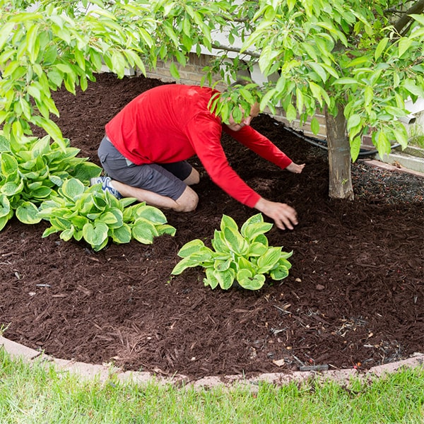 mulch installation can help retain soil moisture by reducing evaporation and maintaining consistent moisture levels